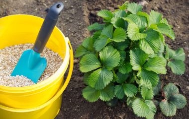 Осіння посадка і підкормка полуниці Осіння посадка і підкормка полуниці