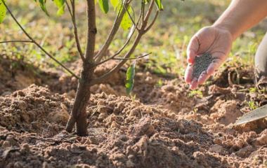 Керівництво по внесенню добрив при підживленні та посадці дерев Керівництво по внесенню добрив при підживленні та посадці дерев