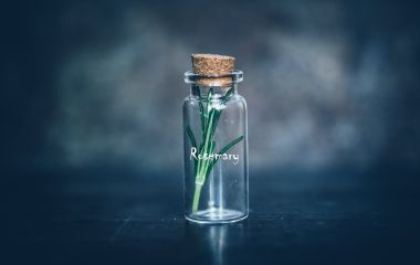 Нове хобі для карантину. Вирощування Розмарину вдома Нове хобі для карантину. Вирощування Розмарину вдома