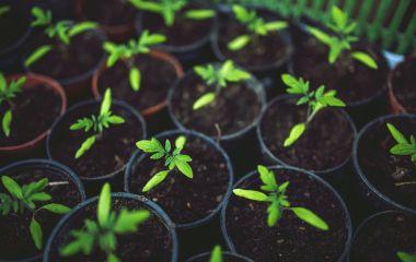 Актуальність крапельного поливу від Antelco Актуальність крапельного поливу від Antelco